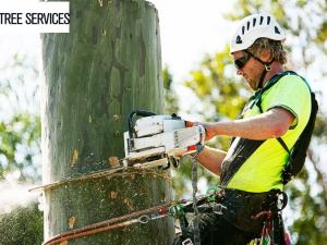 Tree Removal Melbourne Company