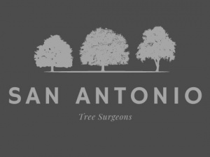 Professional San Antonio Tree Removal