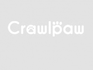 Crawlpaw knee support for dogs