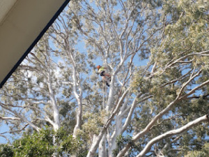 Mint Tree Lopping