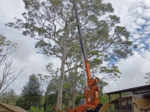 Tree Generation Tree Service