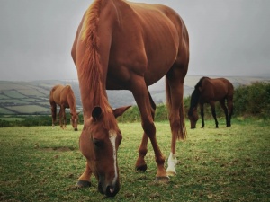 Pastures of Long Grove