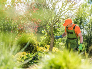 Edmonton Tree Care