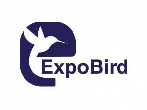 ExpoBird | Digital Marketing Agency in Pakistan