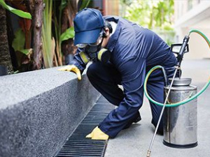 Pest Control in Sydney - Bug Free Pest Control