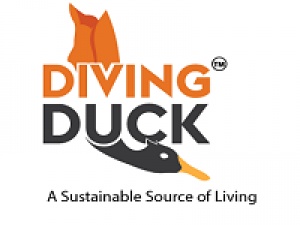 Diving Duck