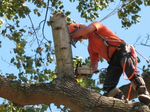 Tree Removal Chullora - Charles Tree Services