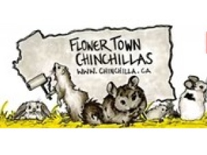 Flower Town Chinchillas