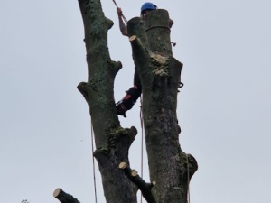 S & L Tree Services - Stafford