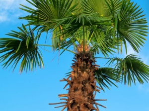 Palm Tree Removal service in Auckland