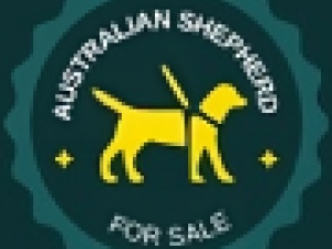 Australian Shepherds For Sale