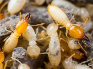 Termite Control Sydney - Active Pest Control