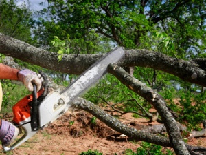 Accurate Tree Service