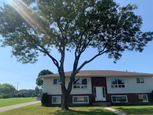 Bob the Urban Arborist