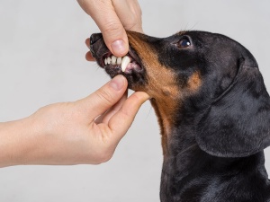 Pet Dental Cleaning Services