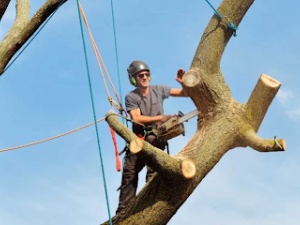 Arbor Care Tree Service Inc.