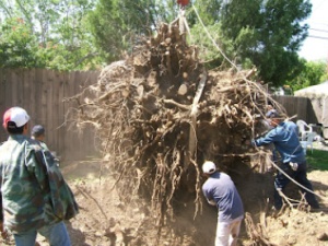 Sherman Oaks Landscaping