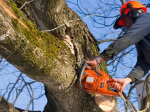 Tree Removal Sydney - Ben's Tree and Garden