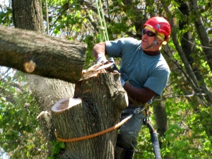 Tree Lopping Sydney - Charles Tree Services