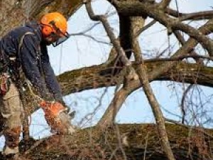 Stump Grinding North Shore - Sam's Tree Services