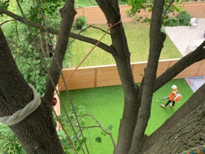 Northern Oaks Tree Service