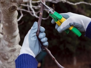 North Shore Tree Loppers