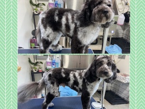 Emy Lou’s Dog Grooming