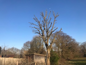 Willow Trees and Landscapes