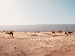 Marrakech desert trips