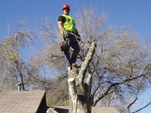 Tree Removal Rose Bay - Charles Tree Services