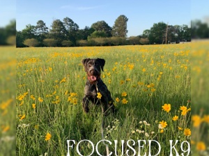 Focused K9