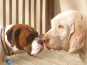 Dog Boarding With A Family