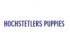 HochStetlers Puppies
