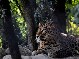 Corbett Tiger Resreve- Dhikala tourism zone