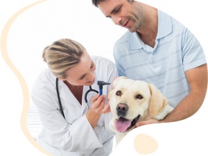 Local Veterinarians | Vets Near Me | Veterinary Se