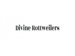 Divine Rottweilers