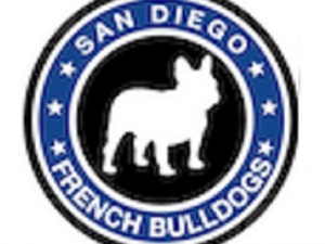 French Bulldogs San Diego