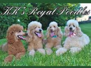 KKs Royal Poodles
