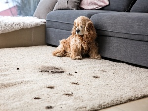 Carpet Cleaning of Murfreesboro