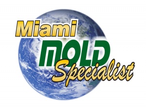 Mold Removal Services in Miami and Surroundings