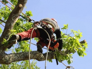 Flash Tree Surgeons Barnet