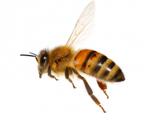 Bee Removal South Florida