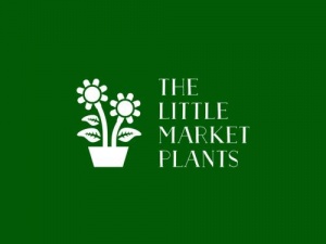 plants delivery melbourne -The little market plant