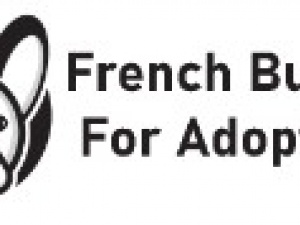 French Bulldogs For Adoption