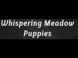 Whispering Meadow Puppies