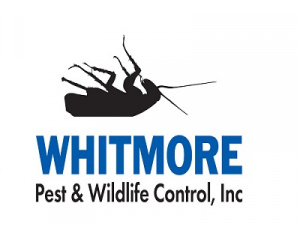 Residential Pest Control Service  In Denver