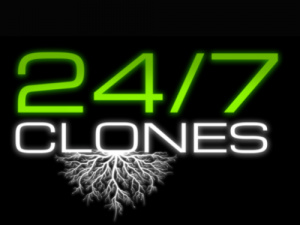 24/7 Clones, Teens and Seeds in Redlands, CA