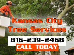 Kansas City Tree Removal Services