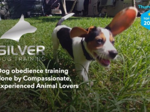 Silver Dog Training LLC